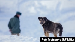 Карабек, собака лесника Болата Байгазиева. Алматинская область, 2 марта 2019 года.