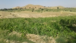 Diňle: Özbek daýhanlary özleriniň kärende ýerlerini hytaý firmalaryna bermäge mejbur edilýändiklerini aýdýarlar
