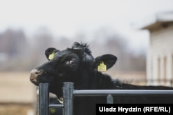 Малочна-таварная фэрма «Сьліжы», якую раскрытыкаваў Лукашэнка