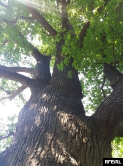 600-літній дуб у Святогірську