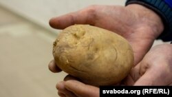 Бульба, ілюстрацыйнае фота