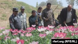 داود دهقان:من مجبور شدم تا کوکنار کشت کنم