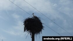 asip0416_5 — Трымаецца сваёй «хаты» ў «зоне» і сям’я буслоў