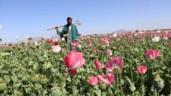 افزایش کشت کوکنار در ولایت کندهار