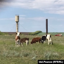 Поля молоканского селения