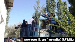 Өзбекстандагы пахта терүү ишинен бир көрүнүш