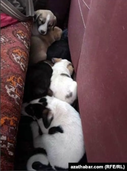 Щенки забитой собаки породы Алабай