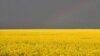 Рапсавае поле ва Ўкраіне, ілюстрацыйнае фота