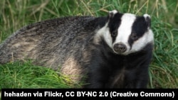 Барсук, ілюстрацыйнае фота