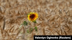 Иллюстратив фото