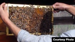 Фото з пасіки в Донецькій області (надав Сергій Шмуля)
