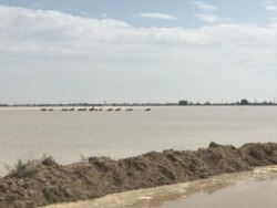 Затопленные территории в Мактааральском районе. 2 мая 2020 года.