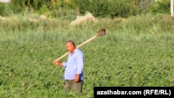 Ekin meýdanynda zähmet çekýän daýhan (Illýustrasiýa suraty)