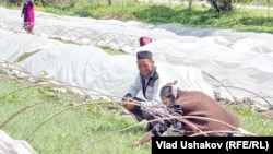 Парники в Ошской области.