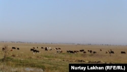 Ауыл іргесінде жайылып жүрген сиырлар. Алматы облысы.