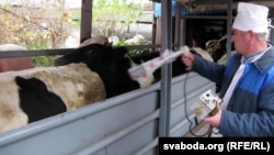 Беларустун айыл чарбасы Орусиянын атаандаштыгына кабылды.