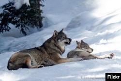 Карышкырлар