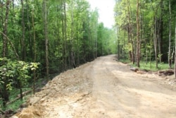 Дорога у лісі, яку зробили