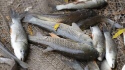 ماهی یک فارم ماهی در شمال افغانستان