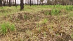 Орусиянын Свердловск облусуна караштуу Тавда жергесиндеги «эмгек армиясында» иштегендердин каза болгондору көмүлгөн жалпы көрүстөн.