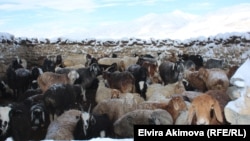 مواشی قرغیزها در پامیر بدخشان