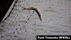 Рыба в сети. Атырау, 8 ноября 2017 года.