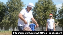 Аляксандар Лукашэнка зьбірае бульбу на сваім гародзе ў Драздах, жнівень 2015 году