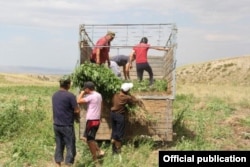 Кара куурайды жок кылуу учуру. Талас. 2013-жыл.