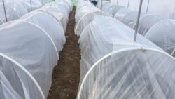 کشت و پرورش زعفران در بامیان