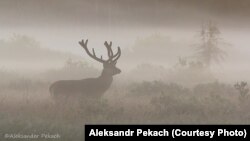 Алень у Белавескай пушчы. Фота – Аляксандар Пекач