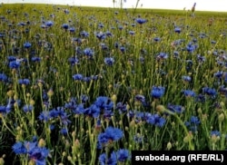 Васількі. Ваколіцы мястэчка Грозаў. Капыльскі раён