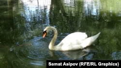 Ысык-Көл зоопаркындагы ак куу.