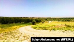 Ак-Турпак айылы. С.Мадымаров өстүргөн өрүкзар. Бүргөндү массиви. Кадамжай. Июнь. 2015-ж.