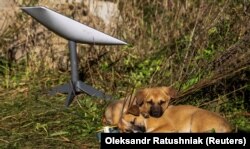 Цуценята відпочивають біля терміналу Starlink поблизу міста Лиману на Донеччині, звільненого раніше ЗСУ від російської армії, 7 жовтня 2022 року