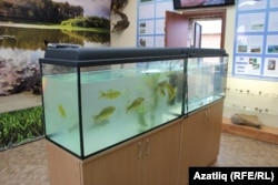 Иртеш елгасы музеенда