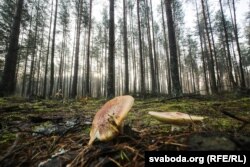 Белавеская пушча, 2017 год, архіўнае фота