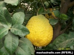 Пакистанда өстүрүлгөн 5 кг апельсин. 2011-жыл.