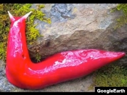 Австралияда жашачу кызыл үлүл.