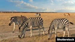 Біосферний заповідник «Асканія Нова» на захопленій частині Херсонщини (фото 2020 року)