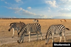 У заповіднику «Асканія-Нова»