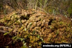 Балота Ельня, мох сфагнум