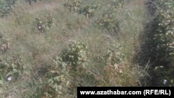 Marynyň daýhanlary hasylyň ýitmeginden alada galýarlar, Türkmenistanyň prezidenti bolsa bol hasyla garaşýar.