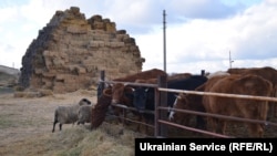 Красногоровка, фермерское хозяйство