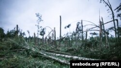 Наступствы ўрагану ў Беларусі. Архіўнае фота