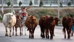 Diňle: Balkanda mallaryň arasynda ýaýraýan guduzlamanyň ilata ýokuşandygy güman edilýär, birnäçe oba karantine alyndy