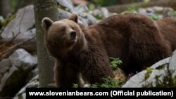 Словенский медведь
