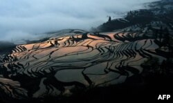 Күрүч өстүргөн тектирлер. Кытайдын Юнан провинциясы