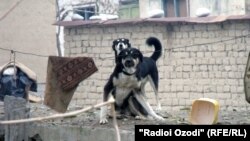 Мақомот мегӯянд, ҳамлаи сагони дайду ба мардум зиёд шудааст.