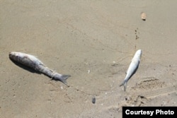 Мертвая рыба на берегу Каспийского моря. Фото с сайта tumba.kz.