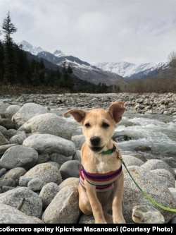 Маленьке цуценя в Індії не залишило байдужим українську пару